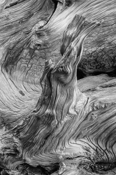 Jones, Adam 아티스트의 Pattern in wood of Bristlecone pine-White Mountains-Inyo National Forest-California작품입니다.